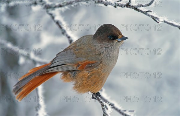 Siberian Jay (Perisoreus infaustus)