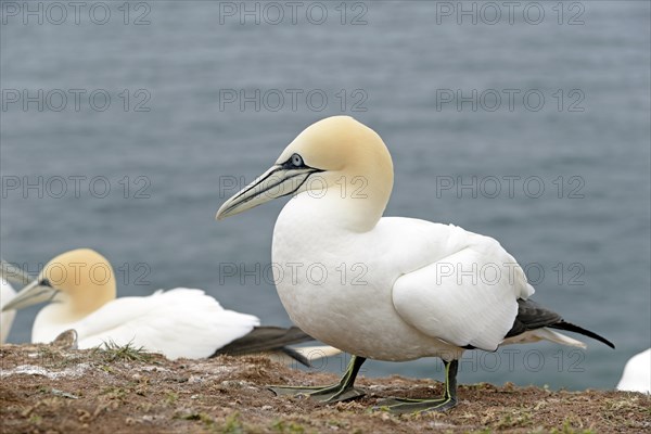 Northern gannet (Morus bassanus) at Lummen Rock