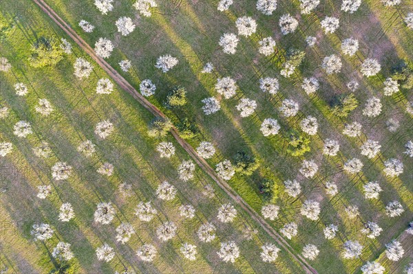 Almond blossom