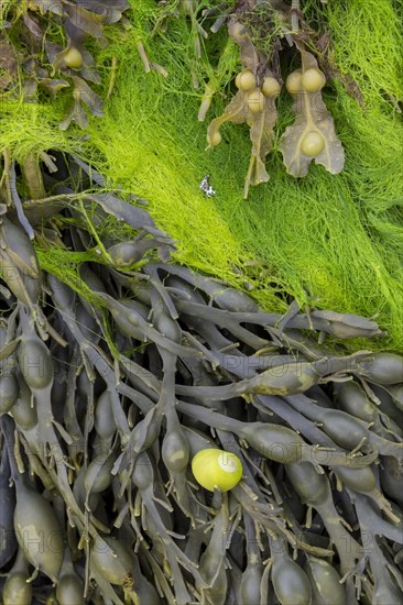 Bladder wrack (Fucus vesiculosus)