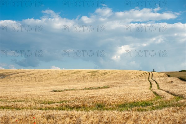 Landscape with cornfield