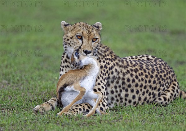 Female cheetah (Acinonyx jubatus) hunts a young Thomson's gazelle