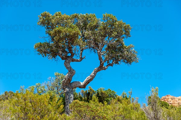 Cork oaks in the Massif de l'Esterel