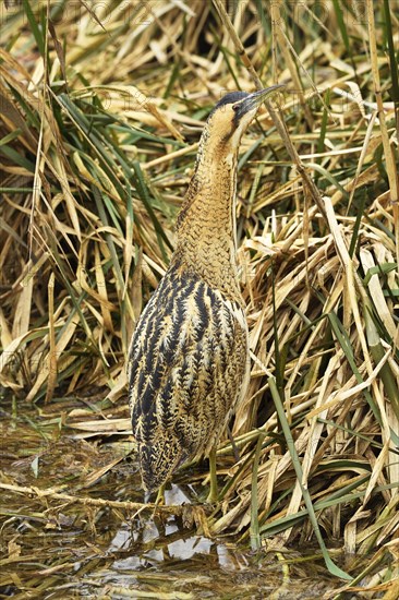 Eurasian bittern (Botaurus stellaris)