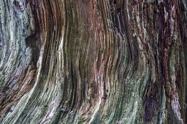 Dead and weathered tree stump