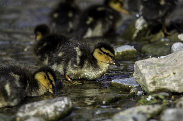 Mallards (Anas platyrhynchos)