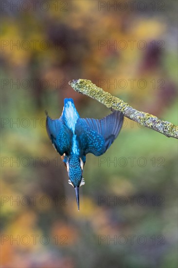 Common kingfisher (Alcedo atthis)