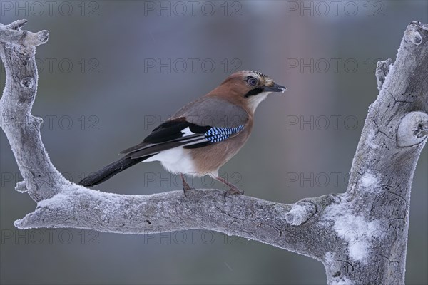 Eurasian jay (Garrulus glandarius)