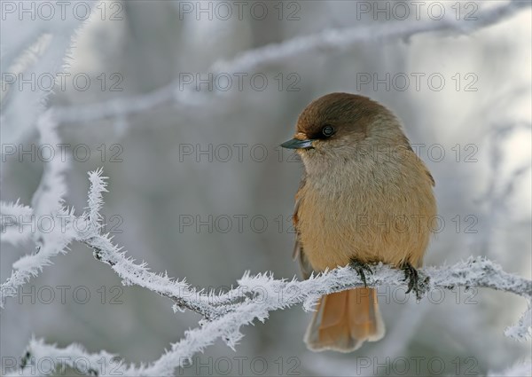 Siberian Jay (Perisoreus infaustus)