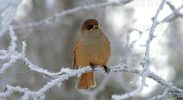 Siberian Jay (Perisoreus infaustus)