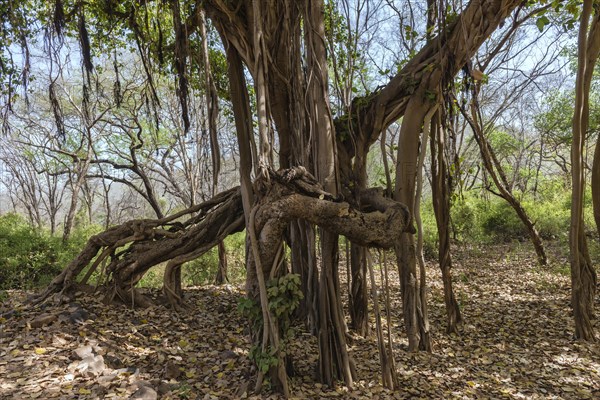 Banyan Tree