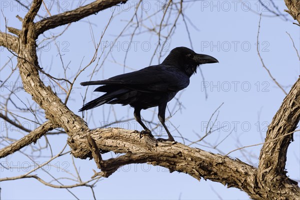 Large-billed Crow (Corvus macrorhynchos)