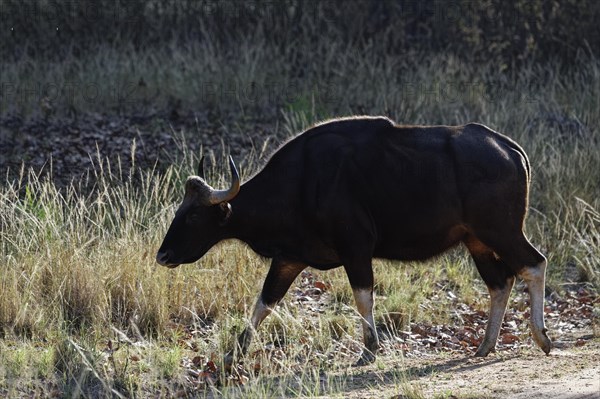 Gaur (Bos gaurus)