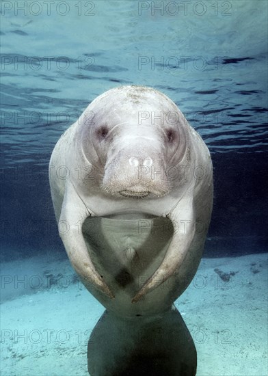 West Indian manatee (Trichechus manatus)