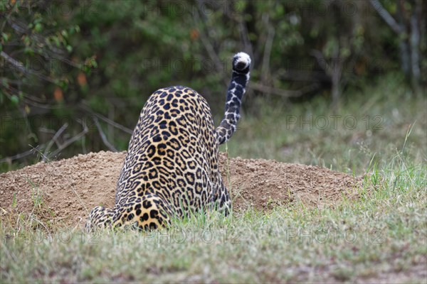 Leopard (Panthera pardus)