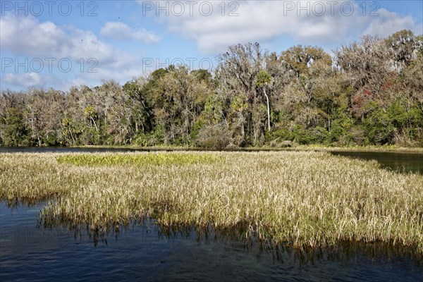 River landscape