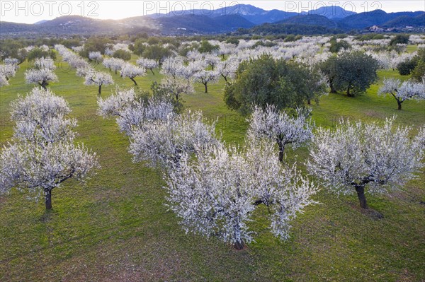 Almond blossom