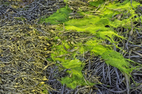 Bladder wrack (Fucus vesiculosus)