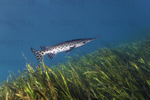 Florida Bone Pike (Lepisosteus platyrhincus)