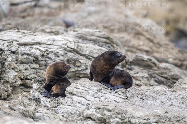 New Zealand fur seals (Arctocephalus forsteri)