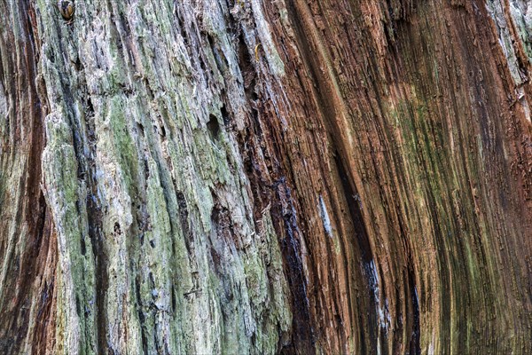 Dead and weathered tree stump