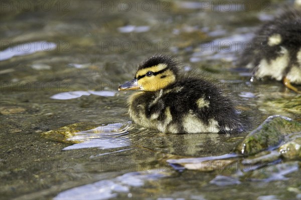 Mallard (Anas platyrhynchos)