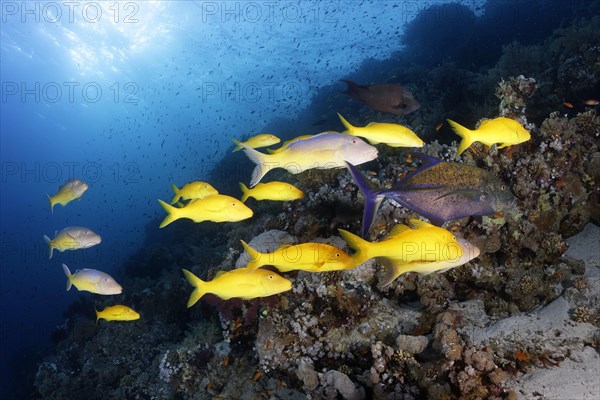 Swarm Golden Goatfish (Parupeneus cyclostomus)