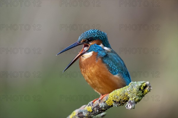 Common kingfisher (Alcedo atthis)