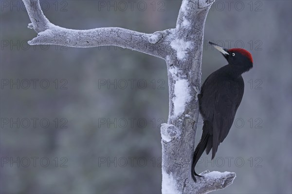 Black woodpecker (Dryocopus martius) on tree trunk