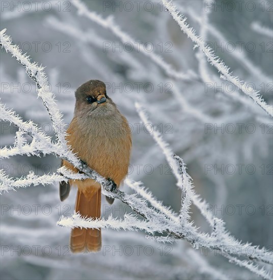 Siberian Jay (Perisoreus infaustus)