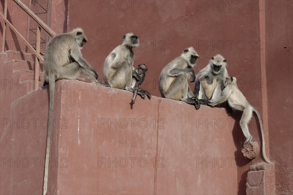 Northern plains gray langurs (Semnopithecus entellus)