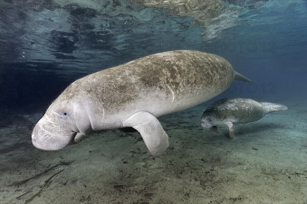 West Indian manatee (Trichechus manatus)