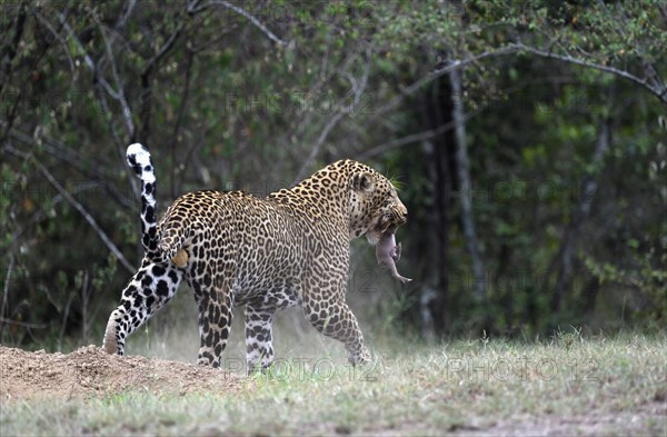 Leopard (Panthera pardus)