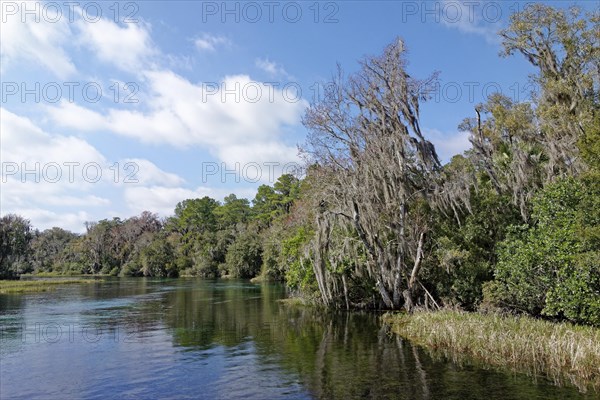 River landscape with reeds