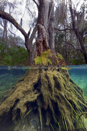 Underwater root