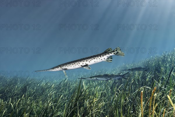 Florida Bone Pike (Lepisosteus platyrhincus)