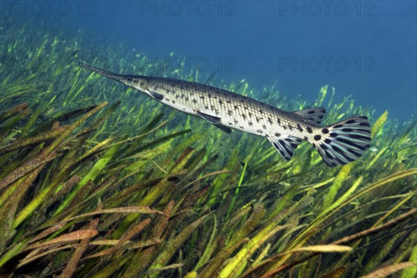 Florida Bone Pike (Lepisosteus platyrhincus)