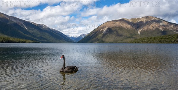 Black swan (Cygnus atratus) at Lake Rotoiti