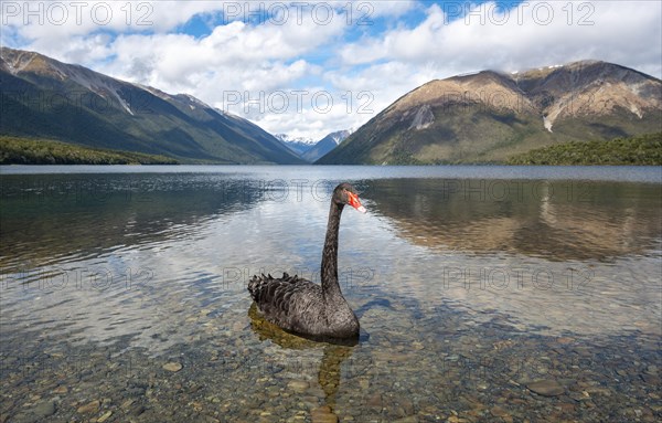 Black swan (Cygnus atratus) at Lake Rotoiti