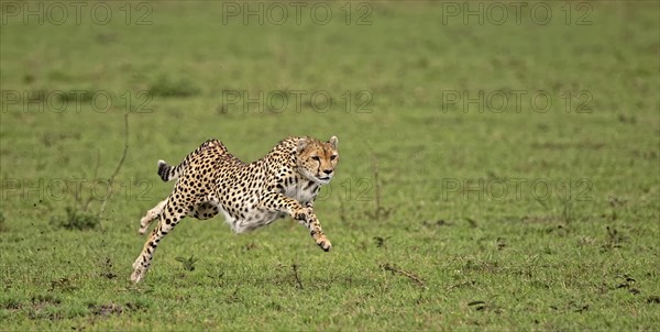 Female cheetah (Acinonyx jubatus) hunting