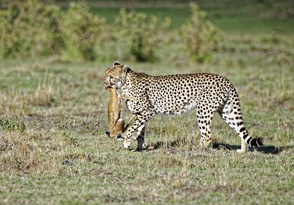 Female cheetah (Acinonyx jubatus) with a captured young Thomson gazelle