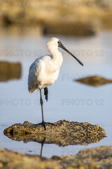 Royal Spoonbill (Platalea regia)