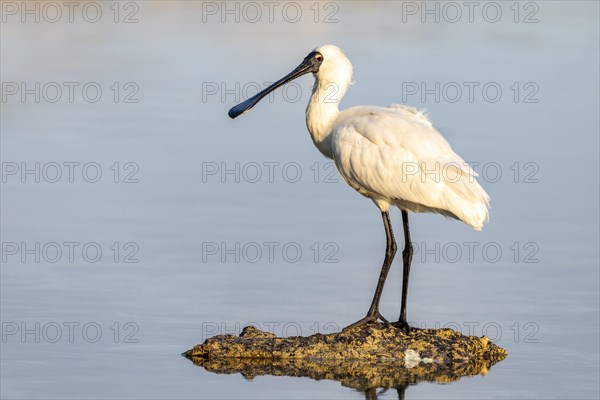 Royal Spoonbill (Platalea regia)