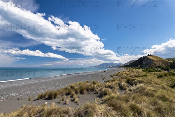 Sandy beach beach with grass near Kaikoura