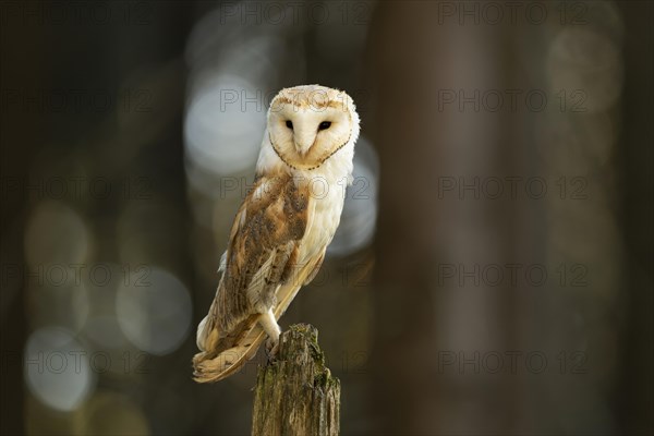 Common barn owl (Tyto alba)