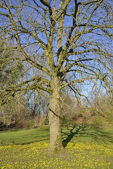 Horse chestnut (Aesculus)