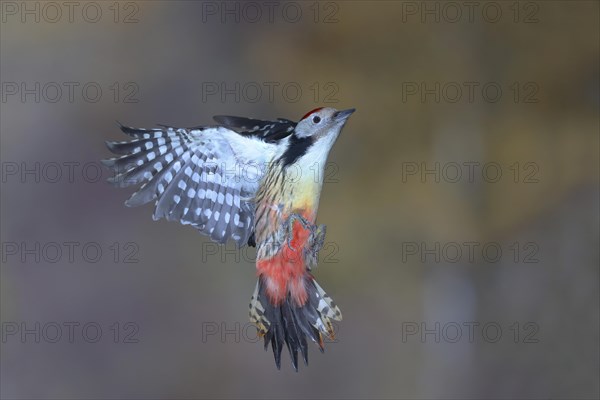 Middle Spotted Woodpecker (Dendrocopos medius) in flight