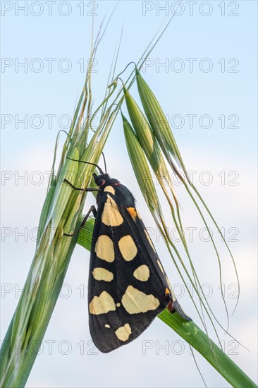 Cream-spot tiger (Arctia villica)