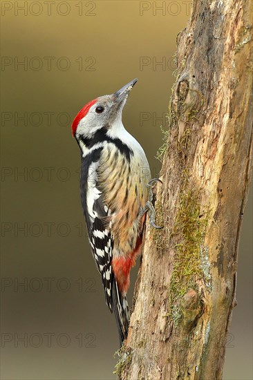 Middle Spotted Woodpecker (Dendrocopos medius)