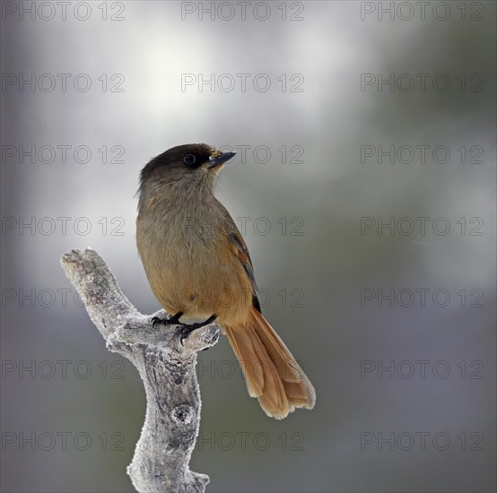 Siberian Jay (Perisoreus infaustus)